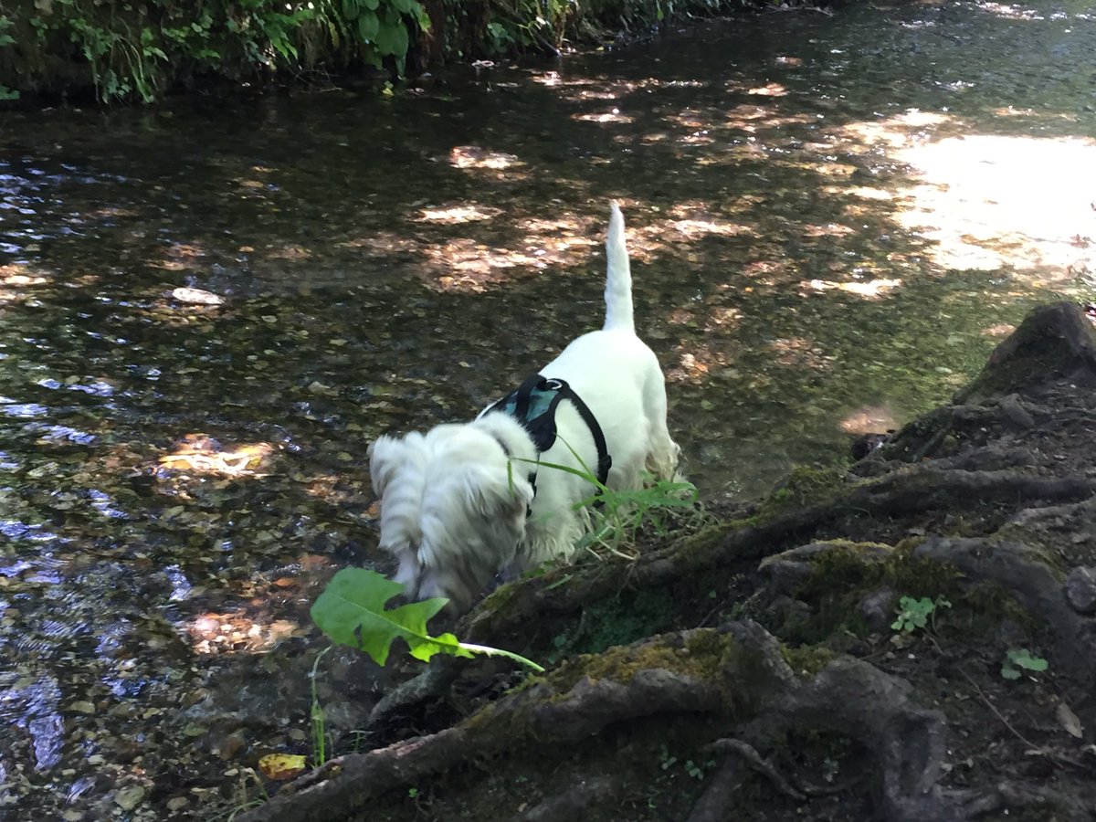 paws4thought4's tweet photo. Baz here easing my way into Monday paddling in the babbling brook! Cheers! https://t.co/zPDJ1TedfS