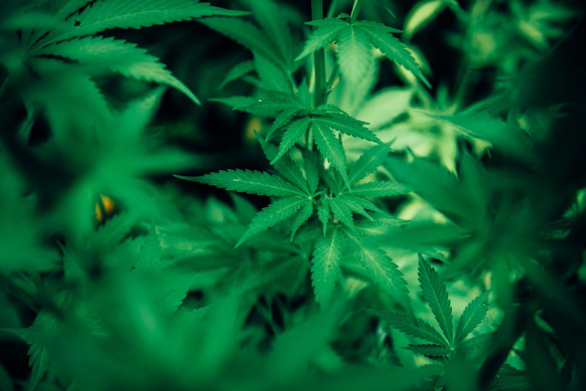 Don't let a quarantine keep you from closing new deals! Our convention is August 4th &amp; 5th, 2020. Learn more today:
usccexpo.com

#USCannabisConferenceAndExpo #Convention #CannaBusiness