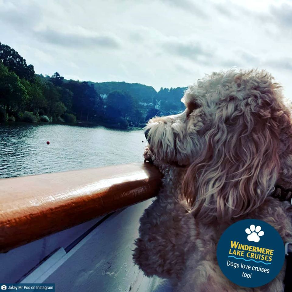 dog friendly windermere
