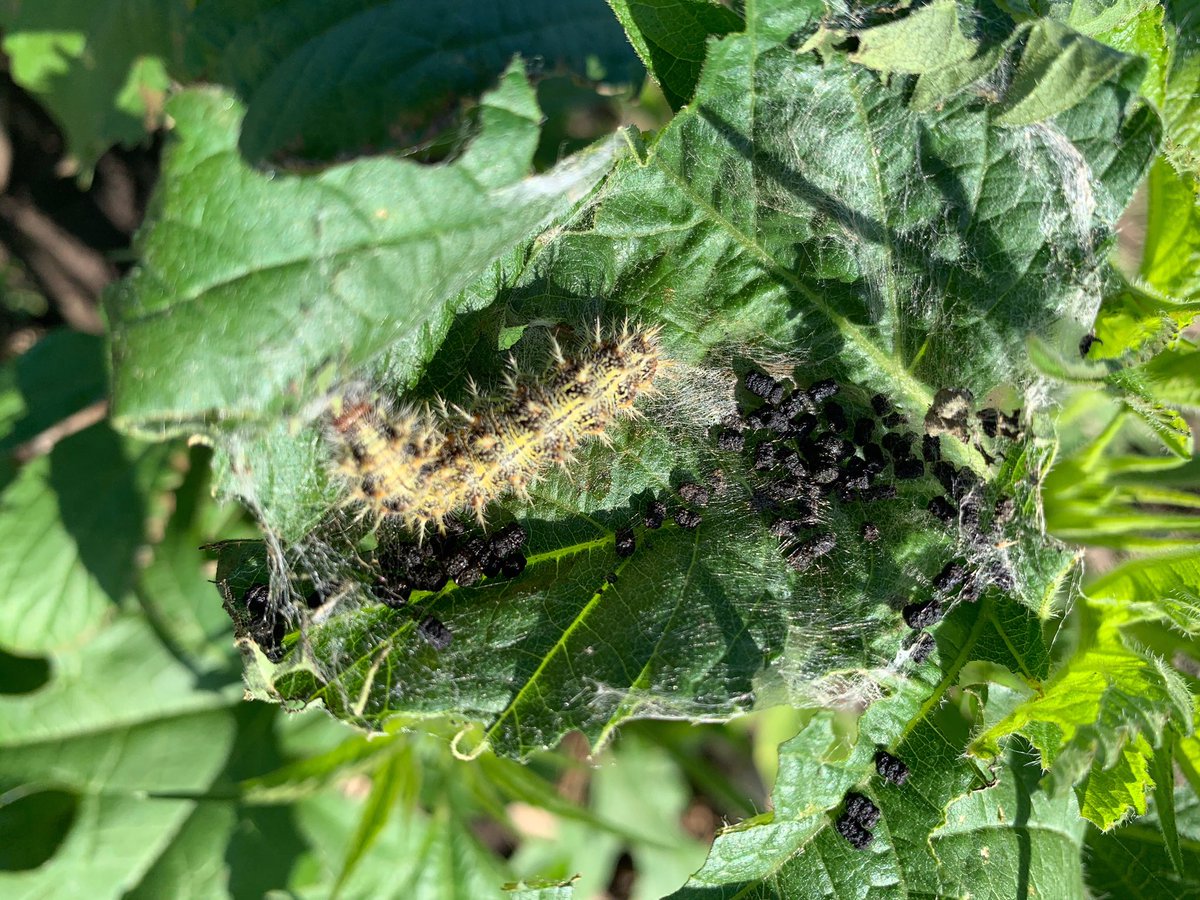 Iowa Bayer Crop Protection tweet media