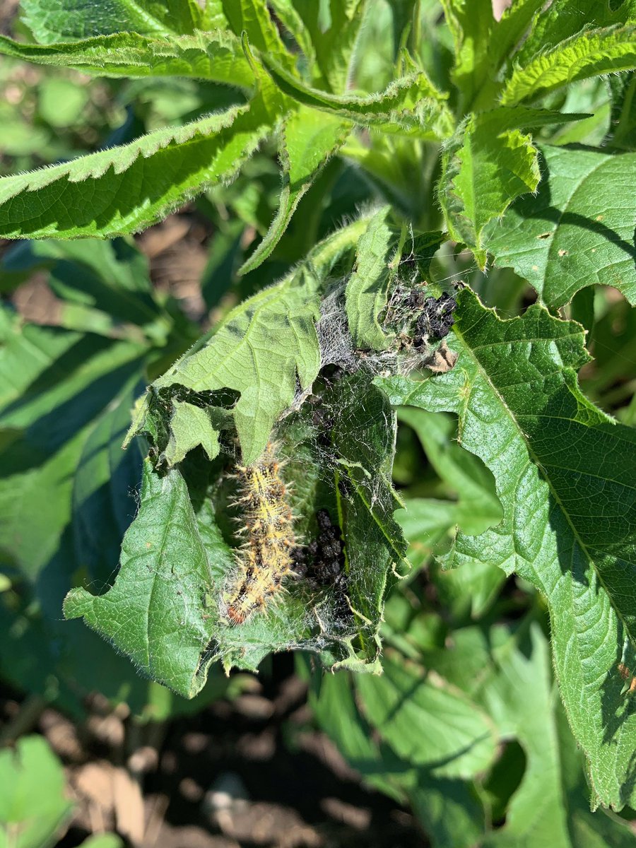 Iowa Bayer Crop Protection tweet media