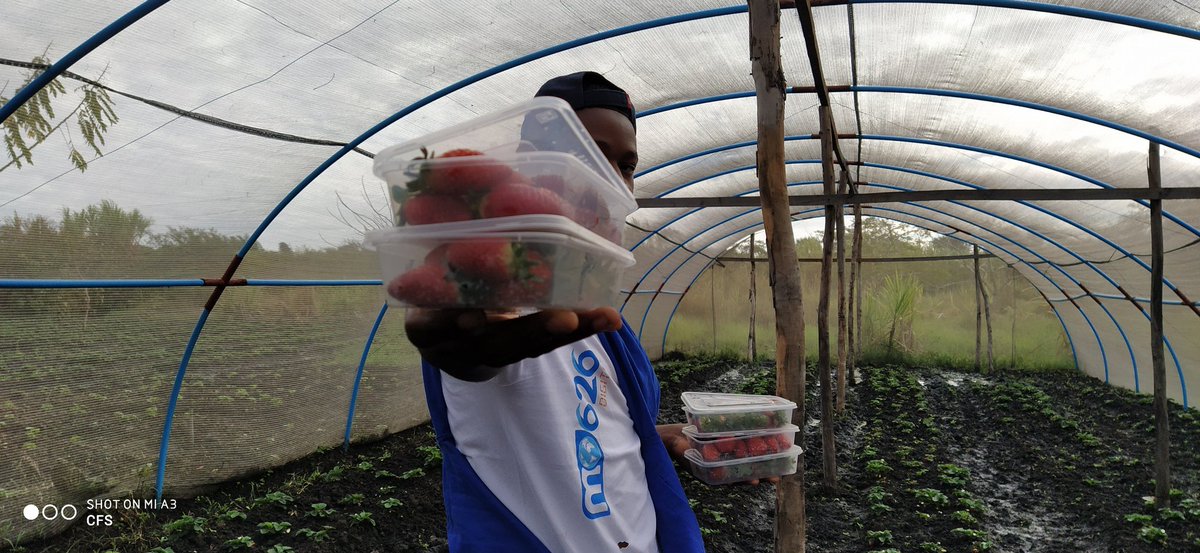Farm Fresh Strawberries from Central Farming Solutions.

Available this week Tuesday, Thursday and Friday.

📍Lilongwe Malawi

Pre-order on +265992127208