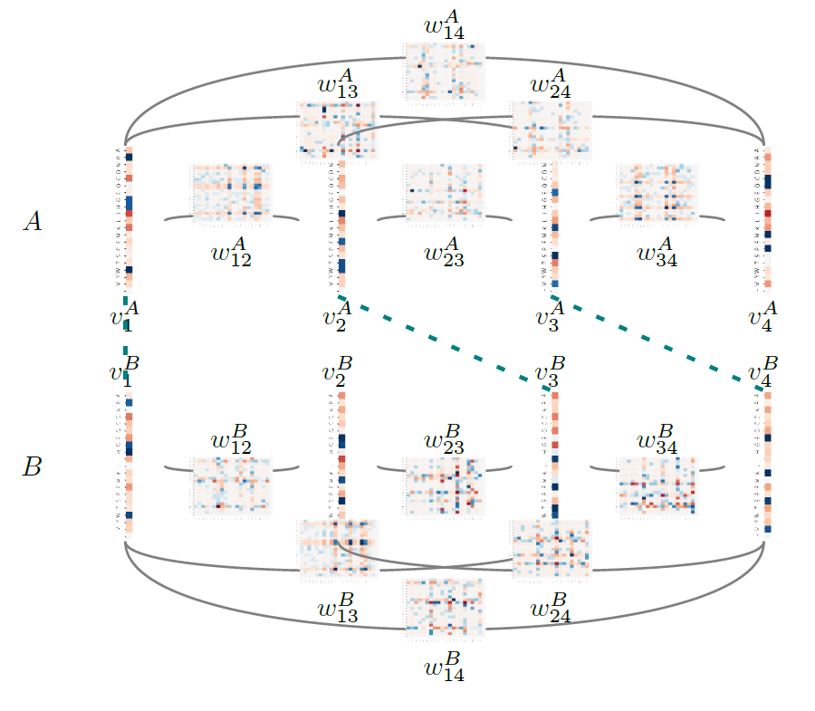 HTalibart's tweet photo. ComPotts, our method for optimal alignments of coevolutionary models for protein sequences, is now fully described on bioRxiv along with preliminary results: https://t.co/QTDBCUpx6r

See you at my talk @ #JOBIM2020 for more details ! https://t.co/Z7tAGYWEOa