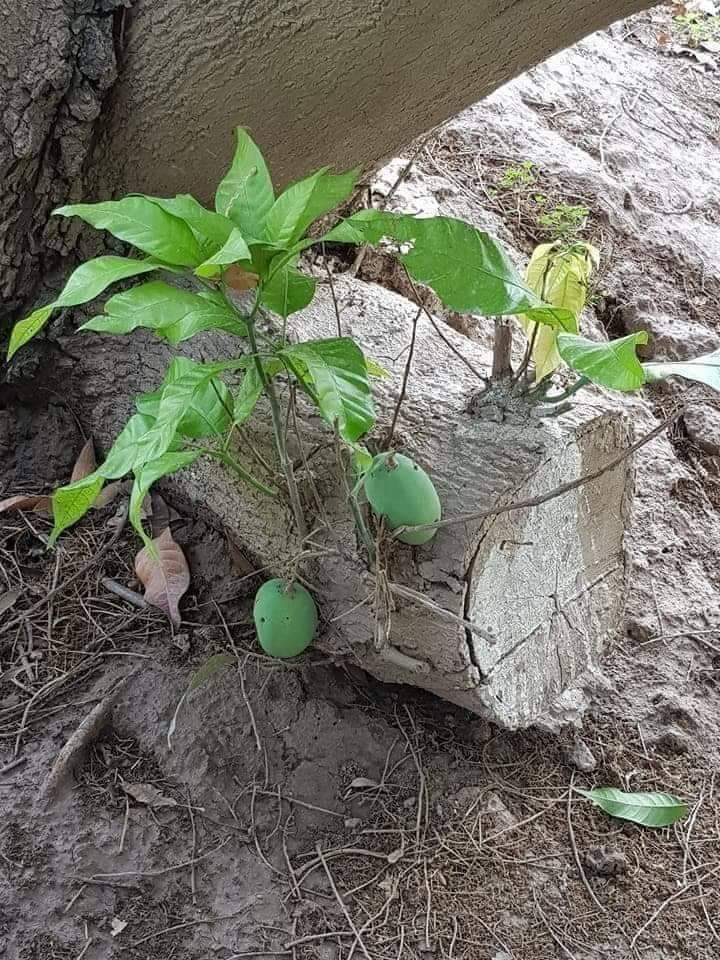 AtulRai01's tweet image. #संघर्ष
कभी भी फलीभूत हो सकता हैं..
हिम्मत ना हार - ओ साथी चल..
चरैवेति-चरैवेति...