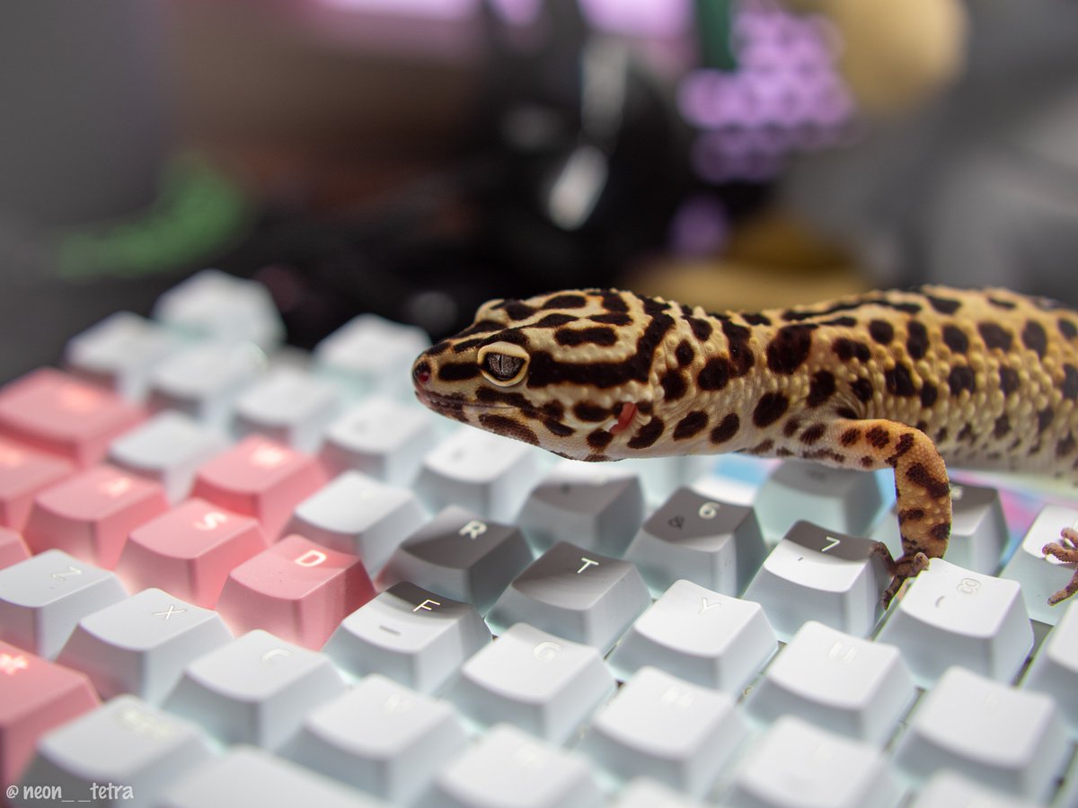 leopard gecko🦎💚
✅BlackWidow Lite JP Mercury White
✅PBT Keycap Quartz  Pink
#Razer #Razerjp
#RazerChroma #RazerGaming #TeamRazer #ForGamersByGamers #Razerphotography
#TeamMercury #BlackWidowLiteMercuryWhite #BlackWidowLiteJPMercuryWhite