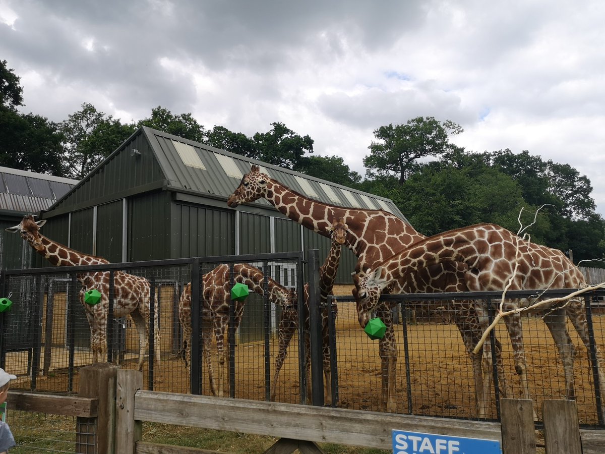 So wonderful to see the giraffes again. Truly majestic animals 😍♥️🦒 @ZSLWhipsnadeZoo 
.
#zsl #zslwhipsnadezoo #whipsnade #whipsnadezoo #ukzoos #bedfordshire