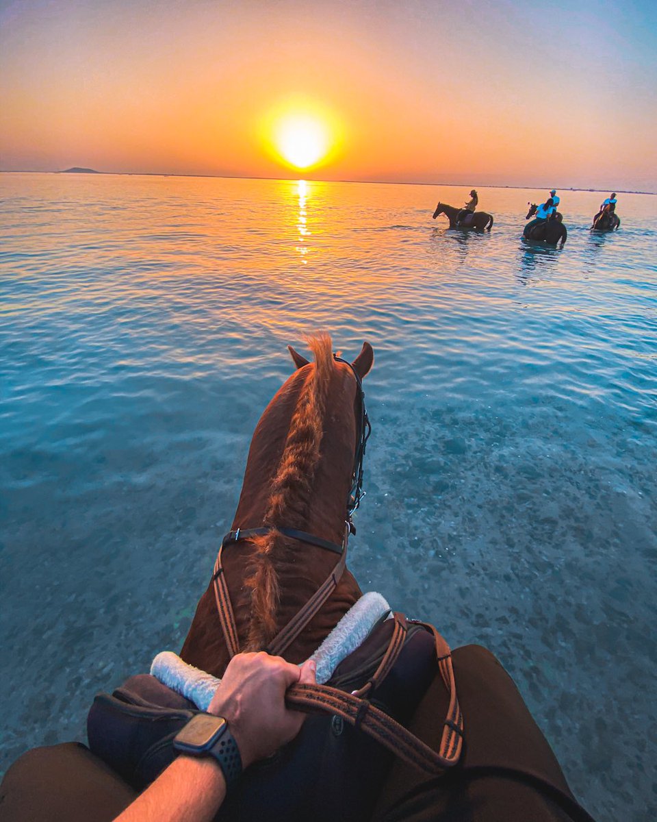 elshaiji's tweet photo. 📍🇧🇭 جربت تسبح بالخيل؟🐎🌊🌅 https://t.co/saGuP9QwYt
