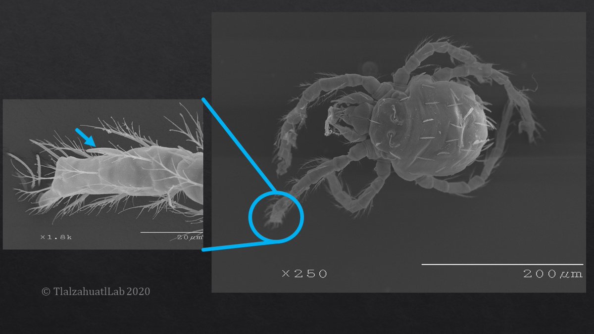 TlalzahuatlLab's tweet photo. #LunesDeTaxon #TlalzahuatlLab #Chiggers #Trombiculidae
¿Tienen los ácaros órganos de los sentidos? En la fotografía se muestra un individuo del género Hexidionis, parásito de reptiles y se señala uno de sus solenidios (flecha). Órganos que detectan partículas químicas pequeñas, https://t.co/PwO6MuWeqt