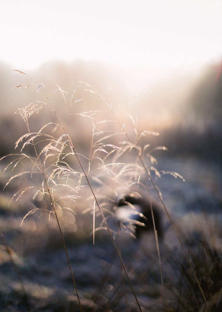 YvetteLouise_'s tweet photo. Happy Nature Photography Day ๐ธ
What do you ๐ about #Nature
๐ฟ๐ฆ๐
๐ธ @YvetteLouise_
#lovenature #NaturePhotographyDay #nature #NaturePhotography #natureishealing #earthlens #earth https://t.co/XWq5C965OZ