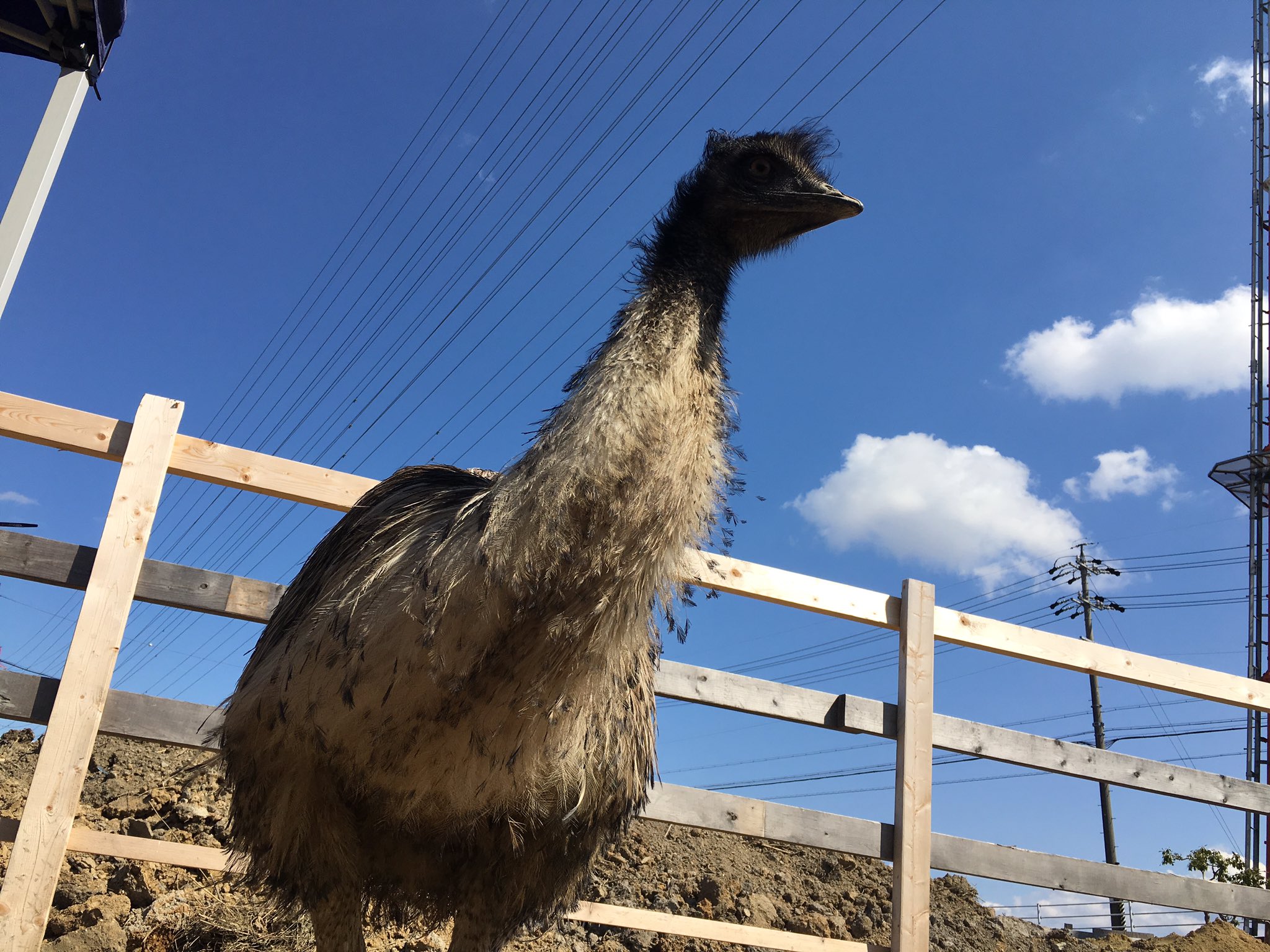 エミュー挑戦中ゆきお牧場 時々聞かれる事 どうしてエミューなの 飛ばない鳥で一般家庭で飼う事が出来る世界最大の鳥だから どうしてエミューなの 足が恐竜その物だから どうしてエミューなの いいじゃねぇか 好きだから飼っちゃっ