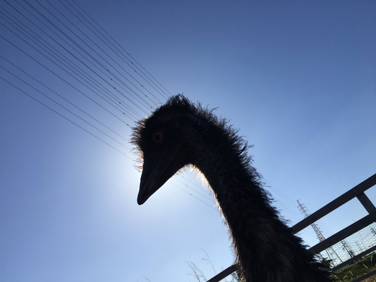 エミュー挑戦中ゆきお牧場 時々聞かれる事 どうしてエミューなの 飛ばない鳥で一般家庭で飼う事が出来る世界最大の鳥だから どうしてエミューなの 足が恐竜その物だから どうしてエミューなの いいじゃねぇか 好きだから飼っちゃっ エミュー挑戦中ゆきお牧場 時々聞かれる事 どうしてエミューなの 飛ばない鳥で一般家庭で飼う事が出来る世界最大の鳥だから どうしてエミューなの 足が恐竜その物だから どうしてエミューなの いいじゃねぇか 好きだから飼っちゃっ