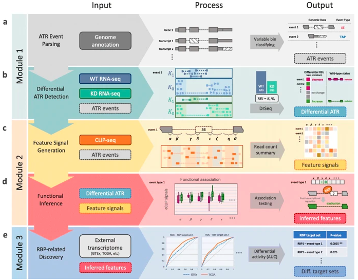 Genome Biology (@genomebiology) on Twitter photo SURF: from @fchen365 and <a href="/SunduzKeles/">Sündüz Keleş</a>, Statistical Utility for RBP Functions, a method for joint analysis of CLIP-seq and RNA-seq data. It uses annotation of alternative exon usage and similar events to predict functional roles for RNA binding proteins genomebiology.biomedcentral.com/articles/10.11… SURF: from @fchen365 and <a href="/SunduzKeles/">Sündüz Keleş</a>, Statistical Utility for RBP Functions, a method for joint analysis of CLIP-seq and RNA-seq data. It uses annotation of alternative exon usage and similar events to predict functional roles for RNA binding proteins genomebiology.biomedcentral.com/articles/10.11…