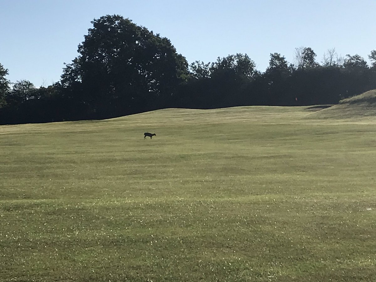 Greens_RGC's tweet photo. Greens cut, tees/approaches cut made a start on fairways with a big tidy up of the drive on the way up too the carpark #Risebridge https://t.co/hHpK2kgoYK