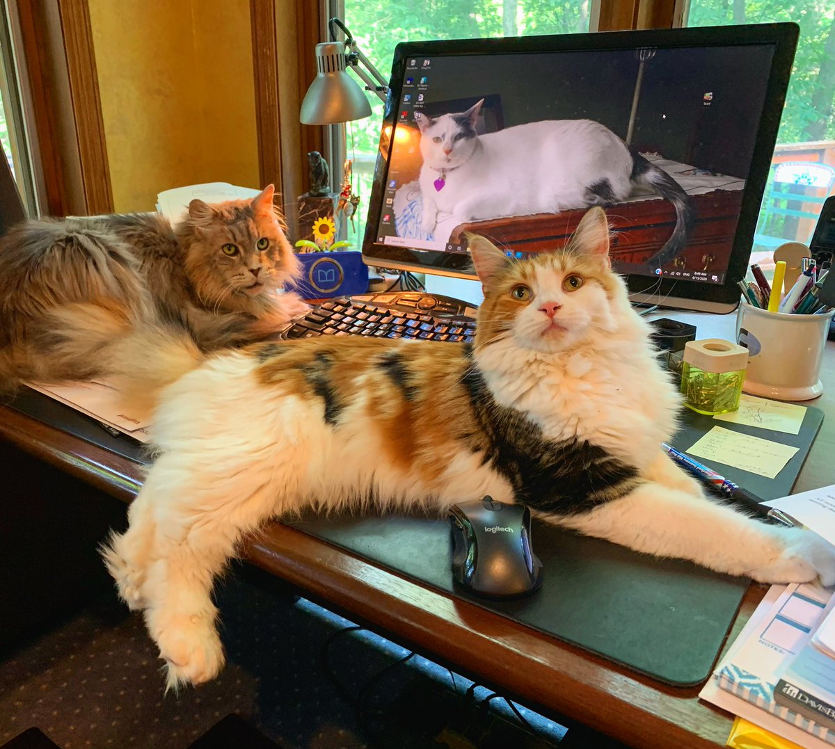 BeBeKewpie's tweet photo. Office assistants reporting for duty! #MondayMotivation #officecat #polydactylkitten #homeoffice https://t.co/HhI11i9jTM