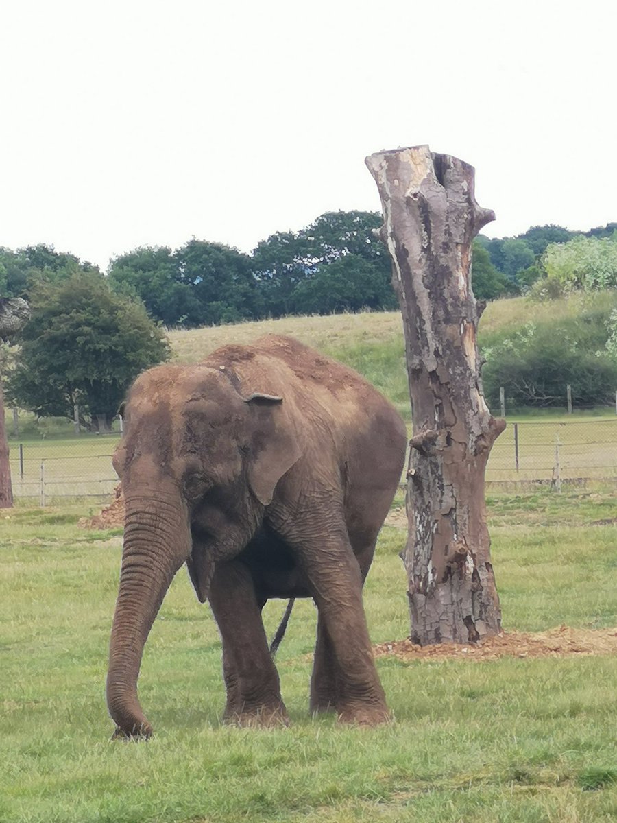 The centre for elephant 🐘 care remains closed but there are still plenty of opportunities to see our herd. @ZSLWhipsnadeZoo #zsl #zslwhipsnadezoo #whipsnade #whipsnadezoo #ukzoos #Bedfordshire