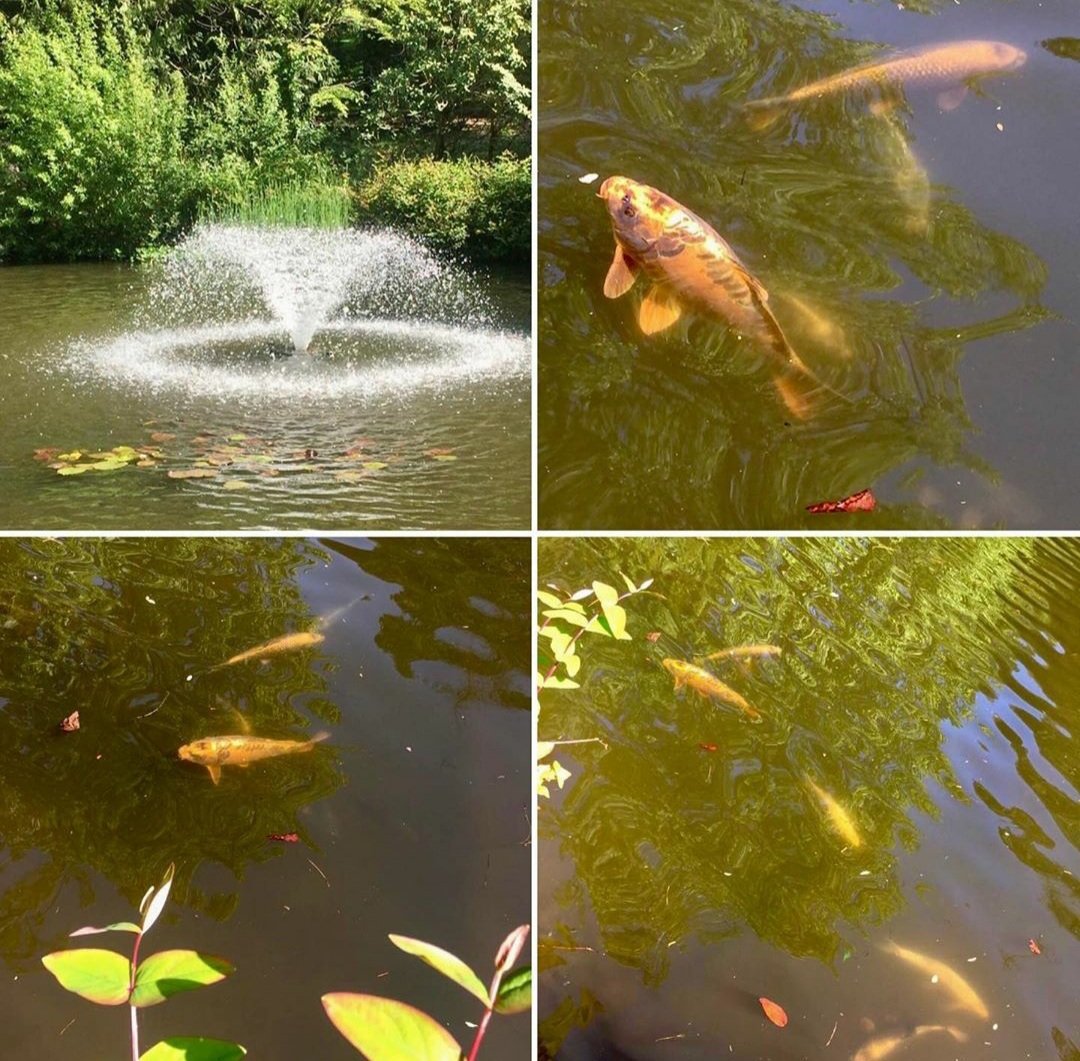ReedHallUK's tweet photo. Our grounds team have carp-tured (sorry not sorry for the pun) Reed Hall's Koi Carp soaking up the sun. Who else has been basking in the warmth this weekend?
#universityofexeter #reedhallexeter #reedhall #eventprofs #conferenceeventcentre #reasonstoloveexeter https://t.co/ctbgkJQChs