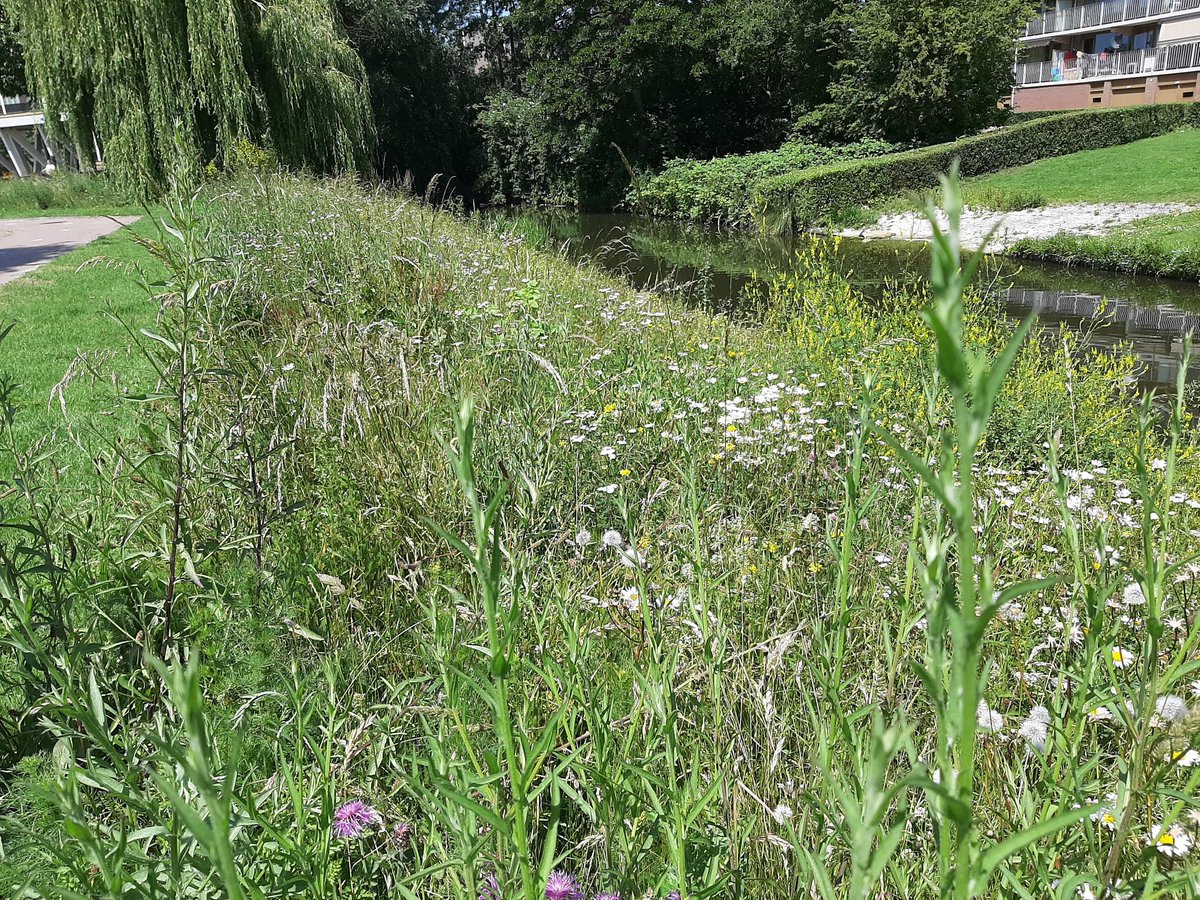 Vanmiddag met de wijkbeheerder in de wijk palenstein een nieuw en bestaande bijen- en vlinderidylle bezocht. Met het juiste beheer blijven deze stroken bloemrijk.<a href="/ariecees/">Arie Cees de Jong</a> <a href="/ZoetermBEHEER/">Reinier Gillissen</a>