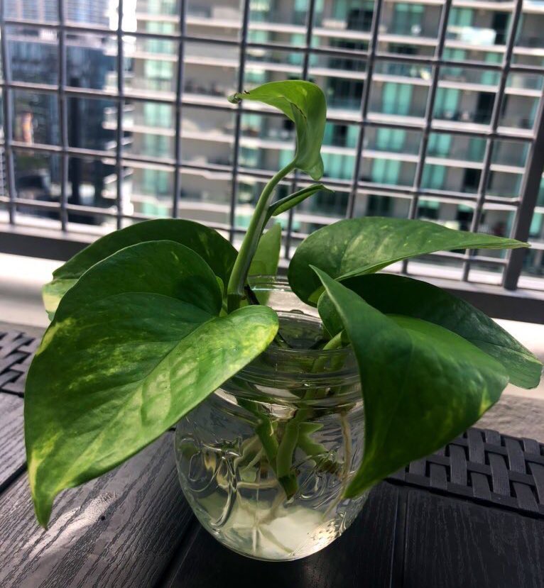 Propagating my devil’s ivy🥰 #pothos #goldenpothos