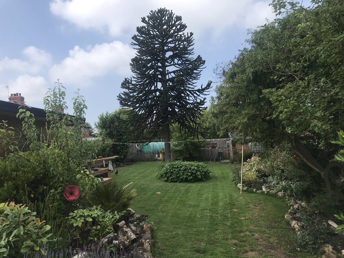 Dawnknowles81's tweet image. Something quite satisfying when the lawn is cut ❤️#lovemygarden #gardentherapy