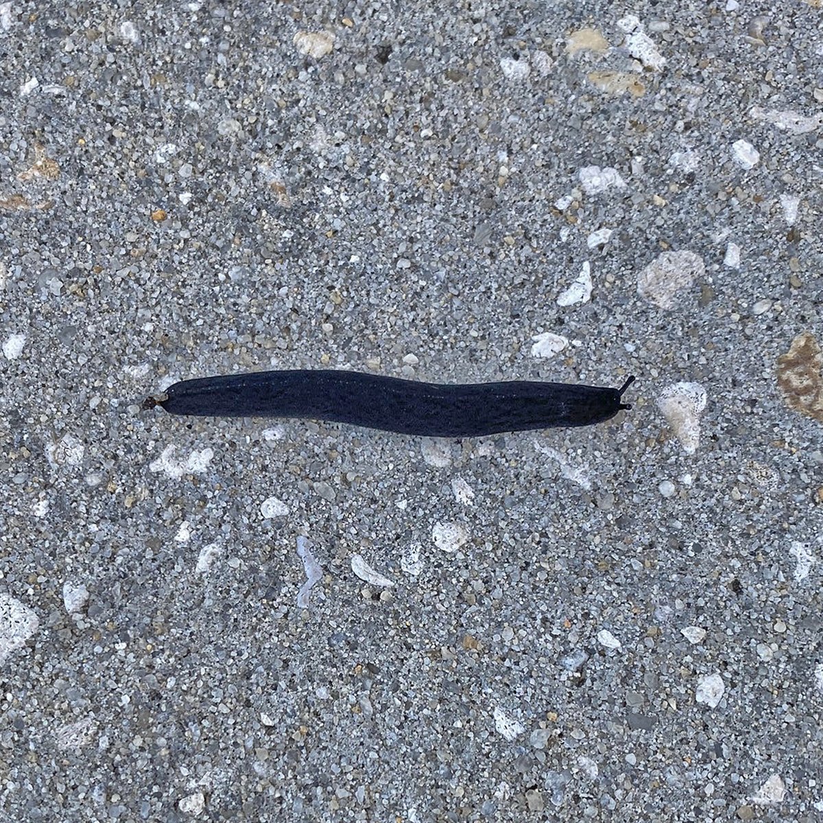 OviedoNature's tweet photo. Sidewalk #slugs: (left) black-velvet #leatherleaf #slug and (right) #Florida leatherleaf #slug. #OviedoNature
More @ https://t.co/ckkGSawiIt. Thanks @UF_IFAS. https://t.co/EneSsNsTgJ