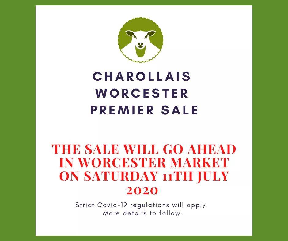 Live Pedigree Sale with McCartneys 11th July of shearling rams &amp; ram lambs; catalogue online.
#CharollaisSheep