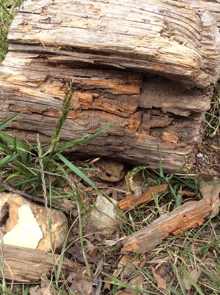 Today we found this little fella in our digging area. 🐸 The children spent the whole afternoon just watching him &amp; making a house for him (complete with a garage 😂) The talk and learning that came from it was AMAZING! That is the magic of child led learning right there. #EYFS