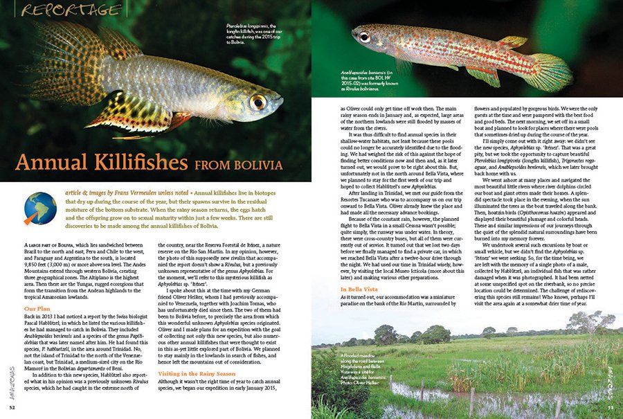 AmazonasMag's tweet photo. #AMAZONASmagazine #InsideLook: Continuing our coverage of South American adventures, Frans Vermeulen is off in search of new and rare species of Bolivian #Killifishes.
#killifish #killies #freshwaterfish #aquarium #aquariumhobby #fishcollecting #exploration #Bolivia #fishhobby https://t.co/eLkUFeaKUZ