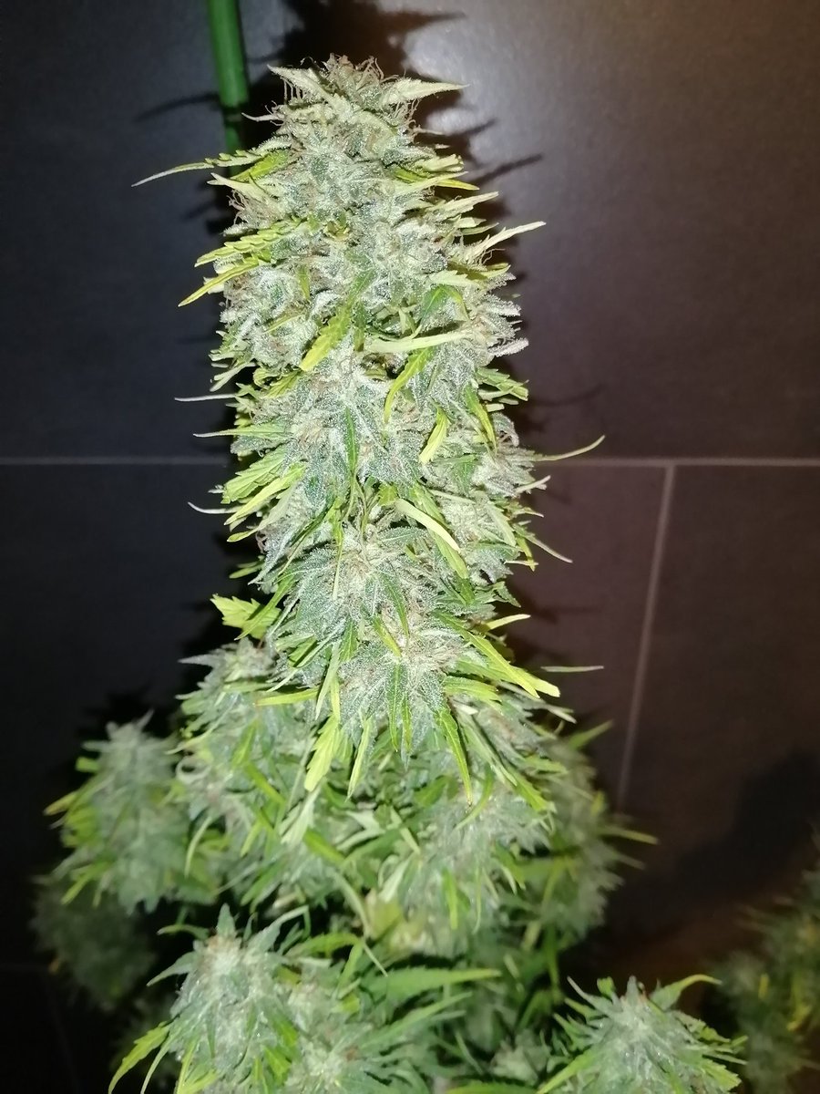 Empordaweed's tweet photo. Por fin!! 😋 Que ganas le tenia! 😎💚💚💚 #Creamcookies de @Fast_Buds. Me ha sorprendido y mucho esta cepa!!! Producción y densidad. Creo que va a dar grandes momentos... 😜 https://t.co/l0ZzJ9aw5s