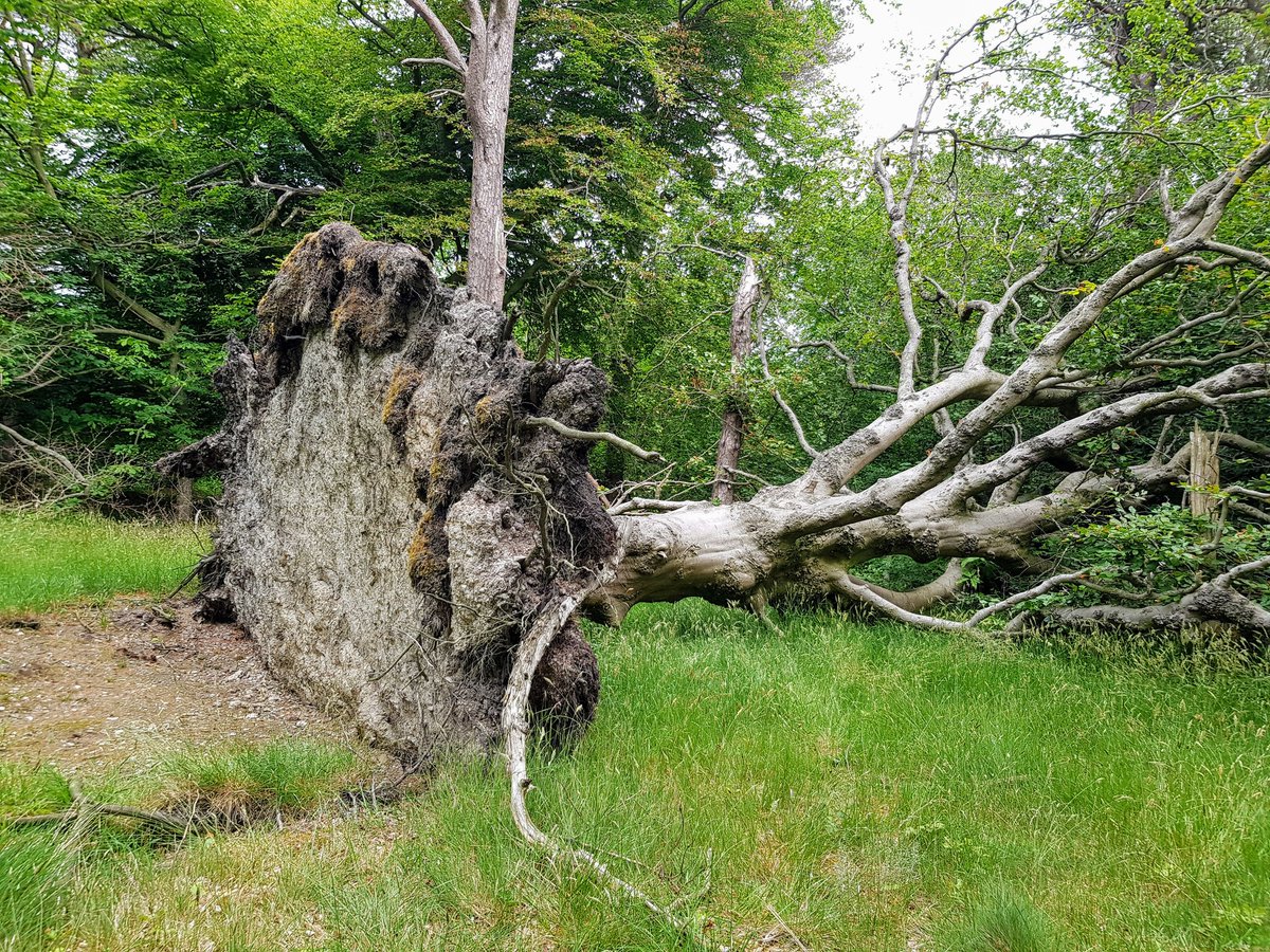 PerlaJMansour's tweet photo. Root walls: Natural interfaces as surfaces of linkages and regenetation
#naturalinterfaces #livingwalls #naturallyinspired https://t.co/uHSQdgrfXp