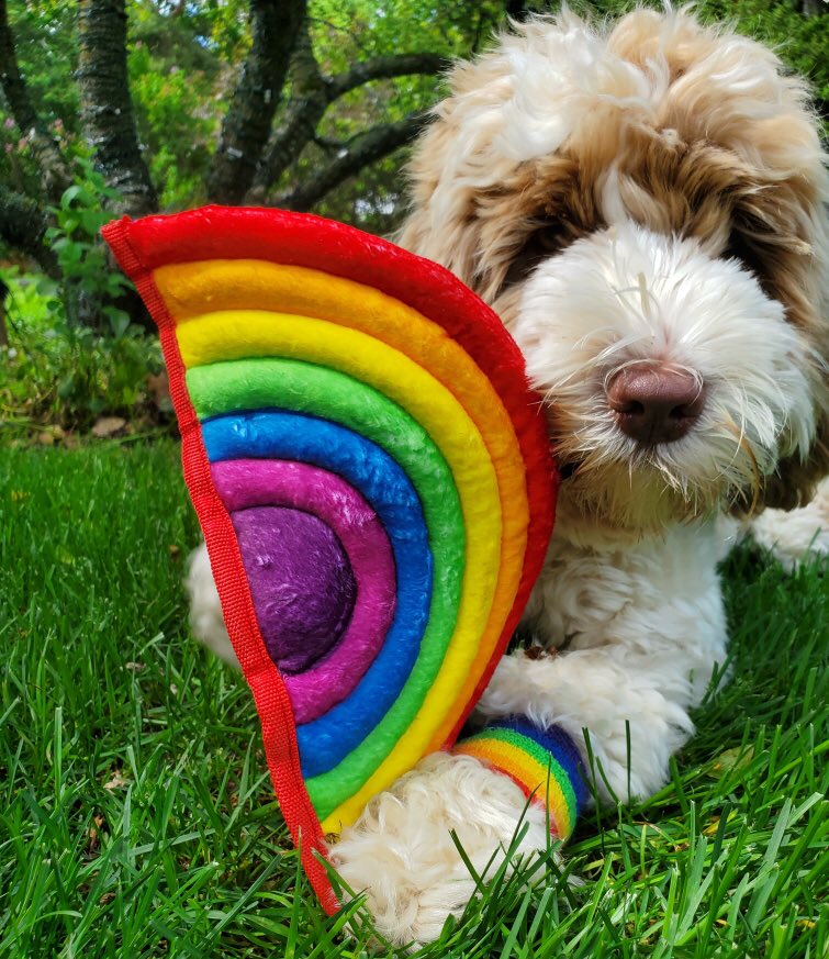 MIFirstDogs's tweet image. humans!!!! kevin loves. LOVE!!!!!! and. kevin loves. YOU!!!!!!!!! 🌈❤️💕
#PrideMonthPuppo