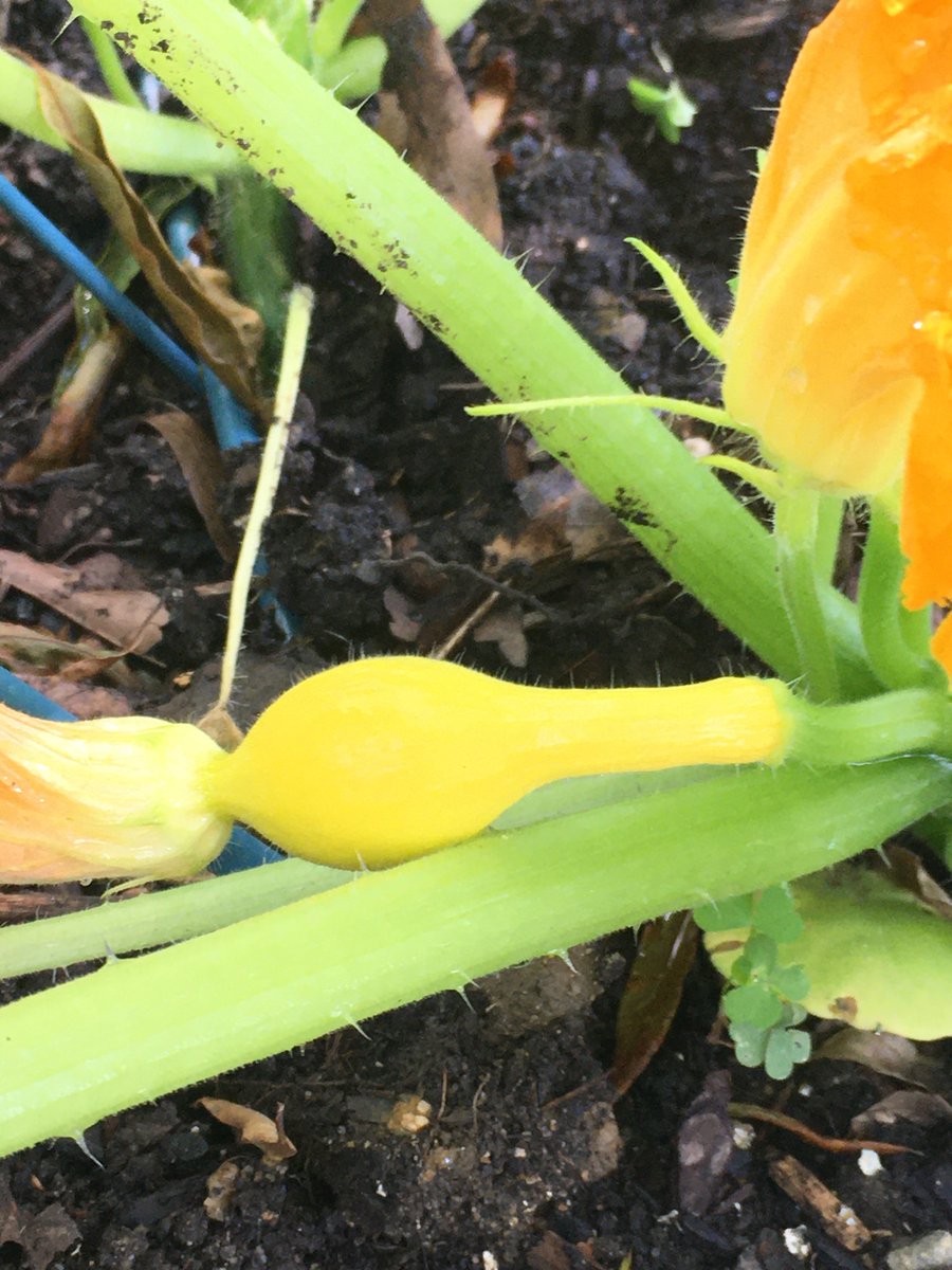 baby squash baby cuke baby eggplant