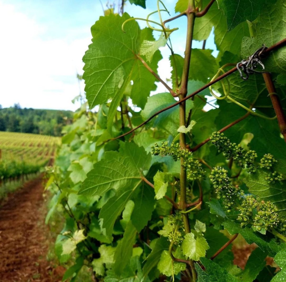 Sokol Blosser Winery tweet media