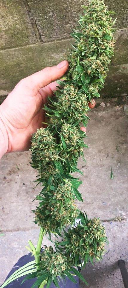 lamotagrow's tweet photo. Fotos de la Kush más veloz de Dinafem, todo un 🚀
#QuickKush: floración entre 49 y 56 días... para "liarla" bien rápido 💨💨
➡ https://t.co/pjJNO6R91X https://t.co/ixwpLLuyI6