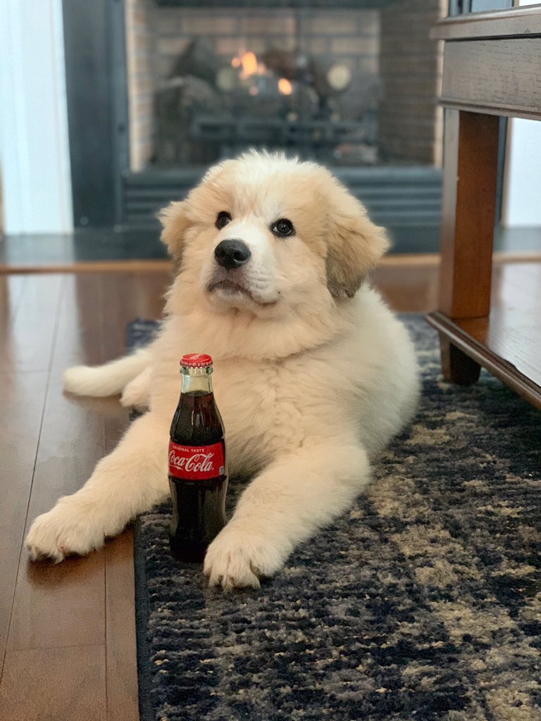 MarkOlexik's tweet photo. Confirmed: Elsa is a polar bear. So @CocaCola ... y’all need a mascot? ❄️ https://t.co/Wj25AEEV0y