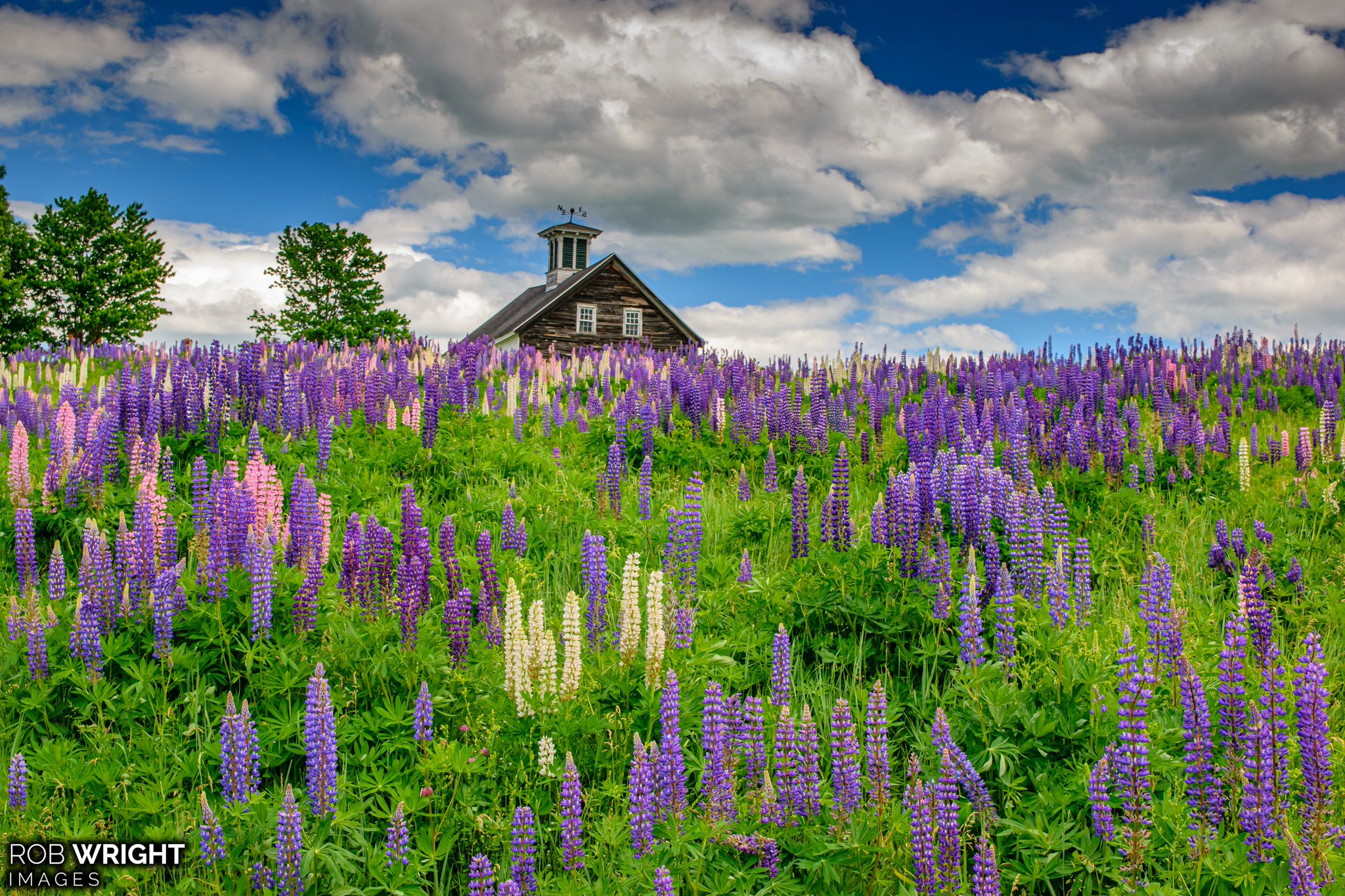 Rob Wright Images 🌻 on Twitter "This lupine field in Midcoast Maine