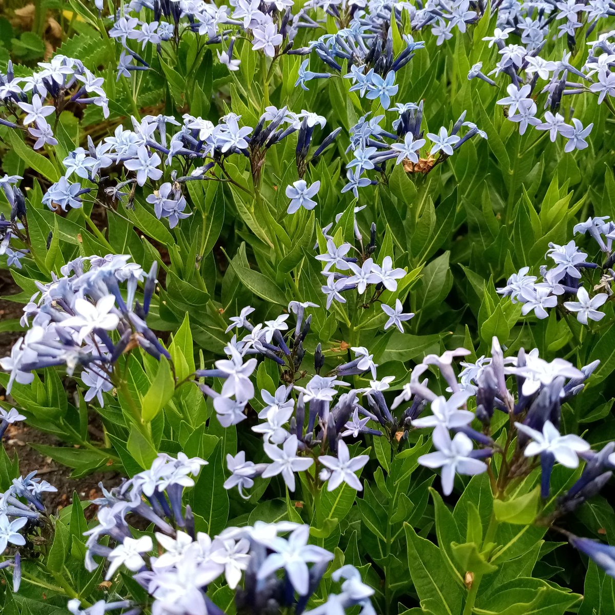 The very lovely Amsonia 'Blue Ice'  flowering in Small Acre today.

#plants #plantfair #specialistnurseries #gardens #opengardens #perennials #somerset #amsonia