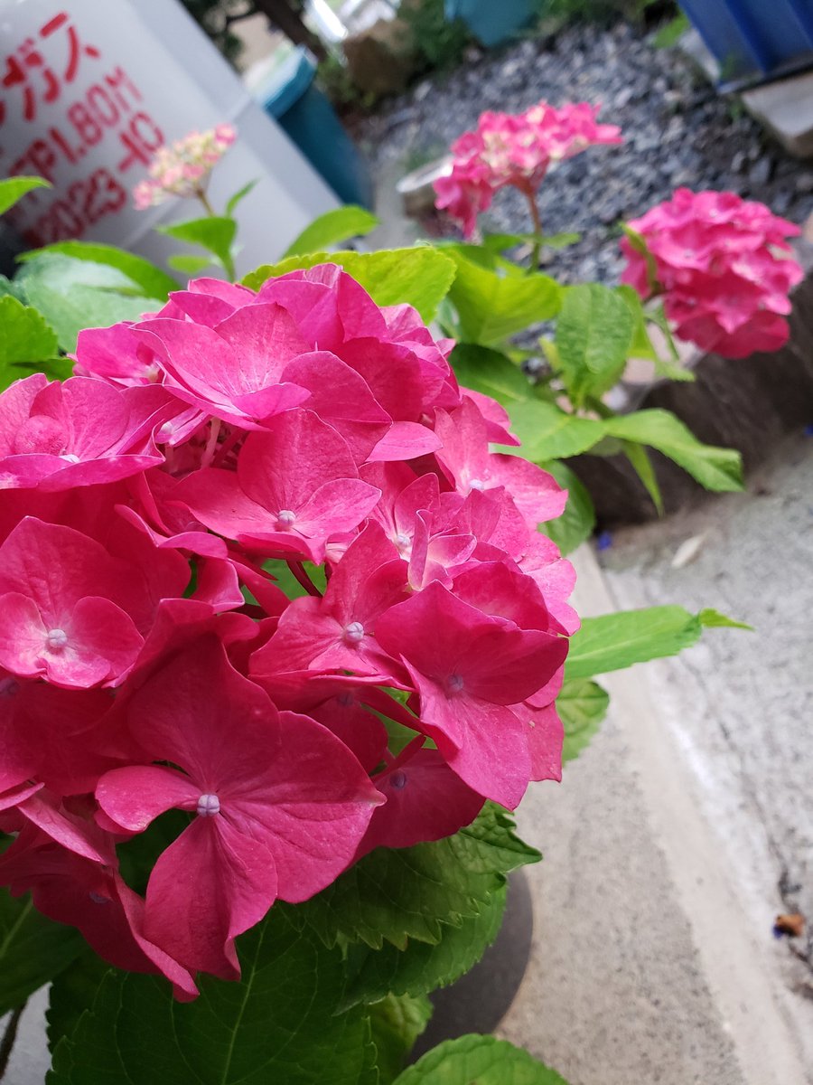 しがない鳥取人のめだか日記 على تويتر パリジェンヌ 今年はほんとに真っ赤になった 紫陽花 梅雨 アジサイ パリジェンヌ