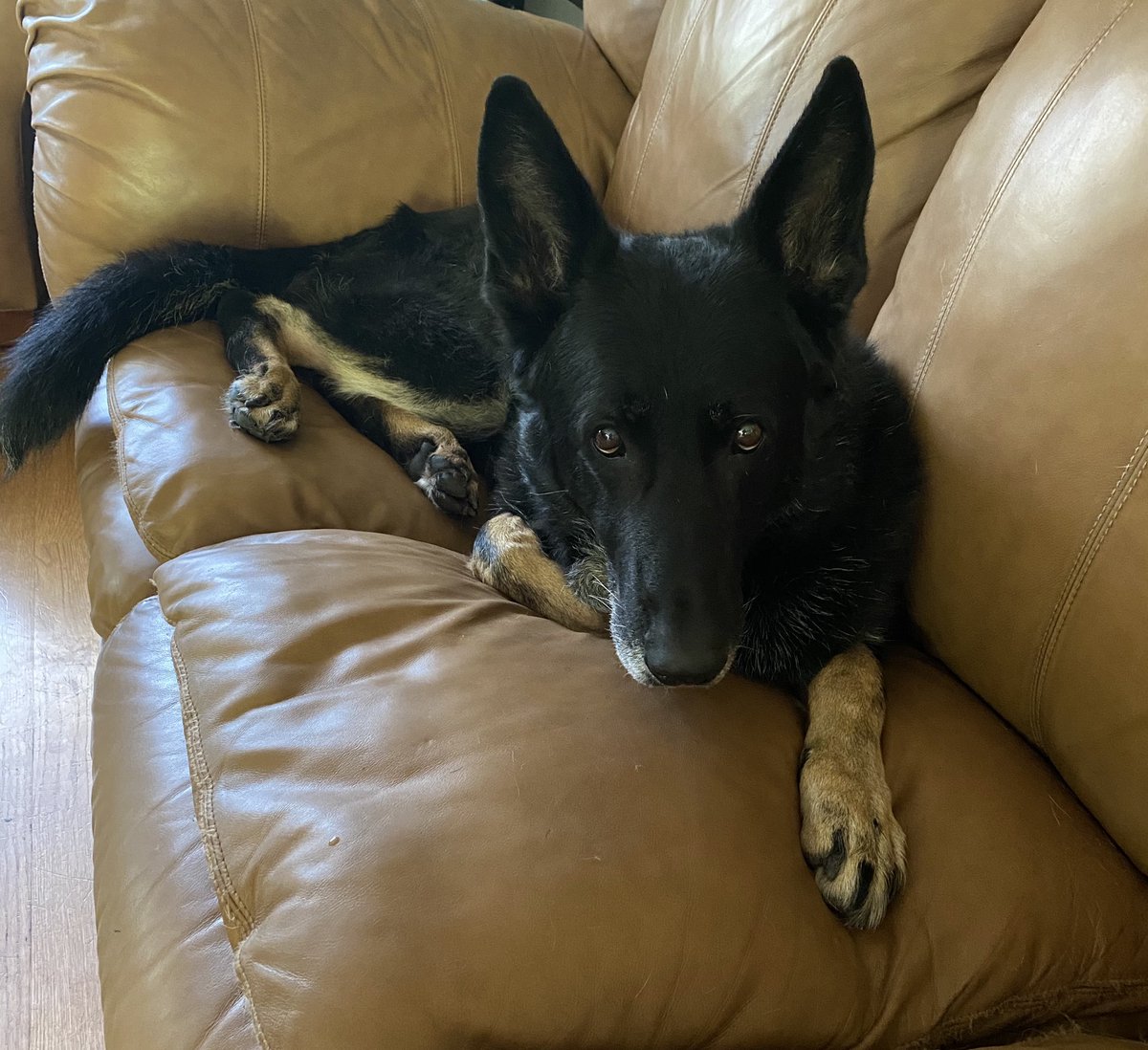 BurlingtonPDK9's tweet photo. K-9 Havoc (retired) checking in &amp; saying hello from his usual spot... K-9 Argo is out patrolling the backyard on this wonderful day off! #retiredlife https://t.co/kdEpxgGX8I