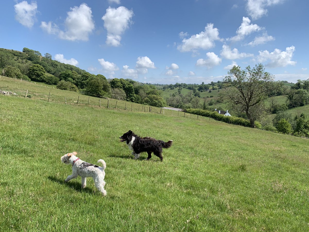RosChimes's tweet photo. Social distancing on the farm with me pal Ben https://t.co/9pEVlrSMBZ