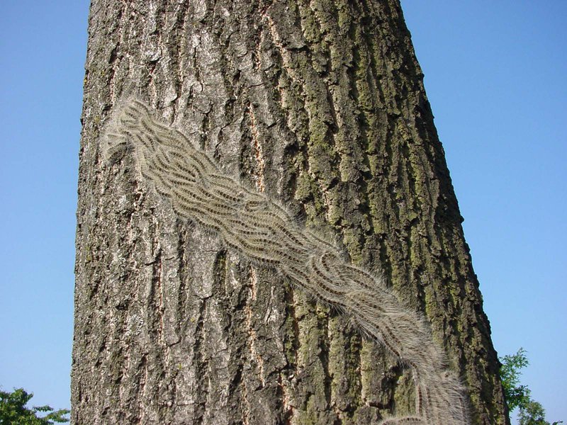 Forest Research tweet media