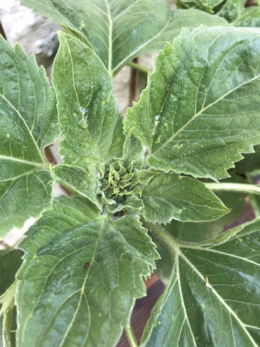 lucylucyrogers's tweet photo. @HerneBayJuniors Toby planted sunflowers at the beginning of lockdown and he wanted to show Miss Black their progress. This is the tallest one so far measuring 70 cc’d and we think this is the bud beginning to form at the top. https://t.co/pVhXl5h6H0