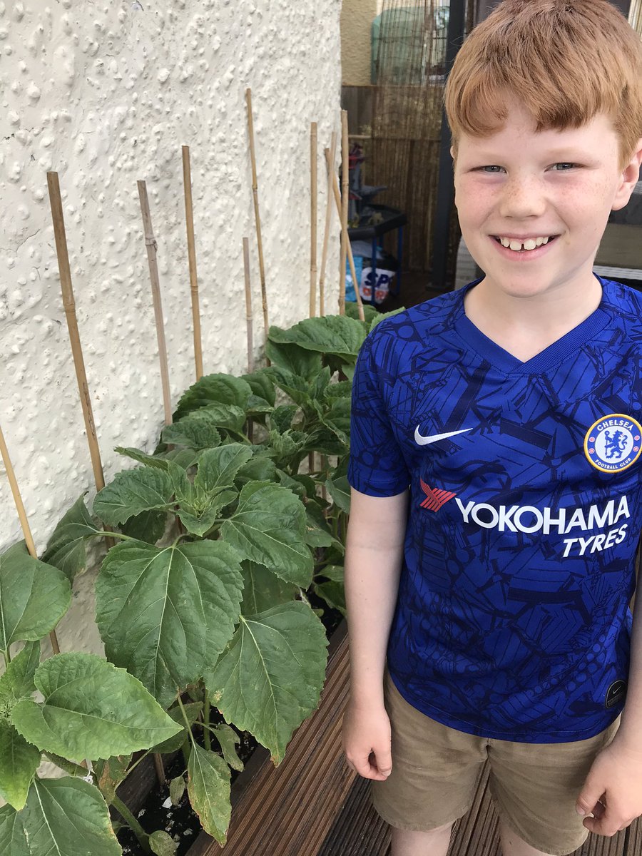 lucylucyrogers's tweet photo. @HerneBayJuniors Toby planted sunflowers at the beginning of lockdown and he wanted to show Miss Black their progress. This is the tallest one so far measuring 70 cc’d and we think this is the bud beginning to form at the top. https://t.co/pVhXl5h6H0