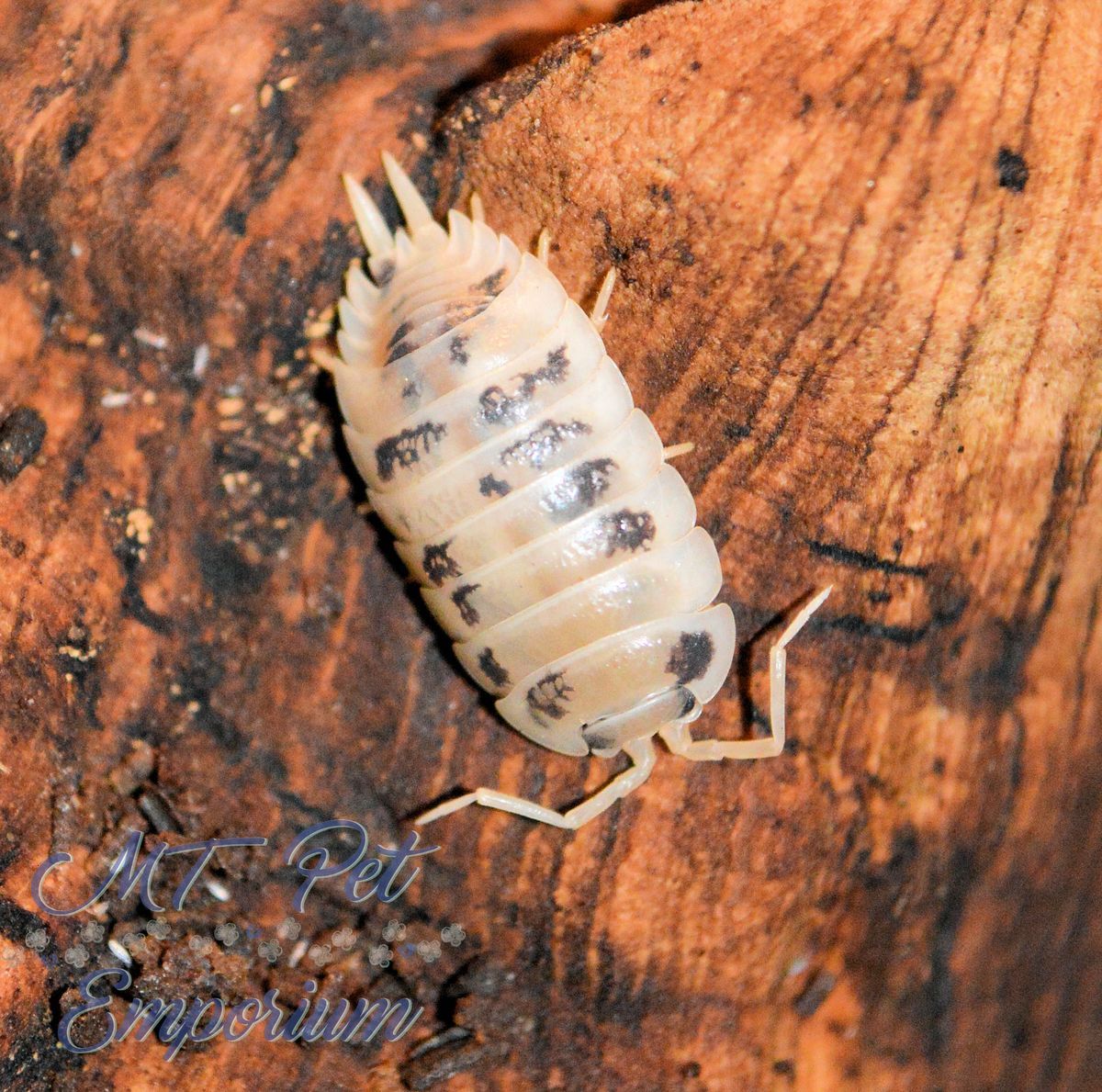 mtpetemporium's tweet photo. Dairy cows everywhere!
https://t.co/EarYO24OQR
#isopods #isopod #woodlice #rolypoly #rollypoly #pillbug #crustacean #porcellio #Armadillidium #PorcellionidesPruinosus #OniscusOsellus #mtpetemporiumisopods #mtpetemporium #bio #bioactive #bioactivesetup #cuc #bioactivesetups https://t.co/2pjyFONpTw