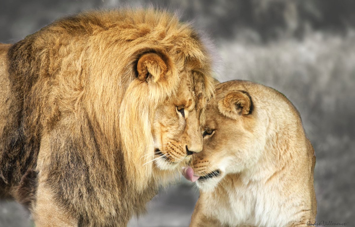 ramblingsloa's tweet photo. Peace is not the absence of power.
Peace is the presence of love.

Sri Chinmoy
📸 Andre Villeneuve https://t.co/eSBsiQGh9Y