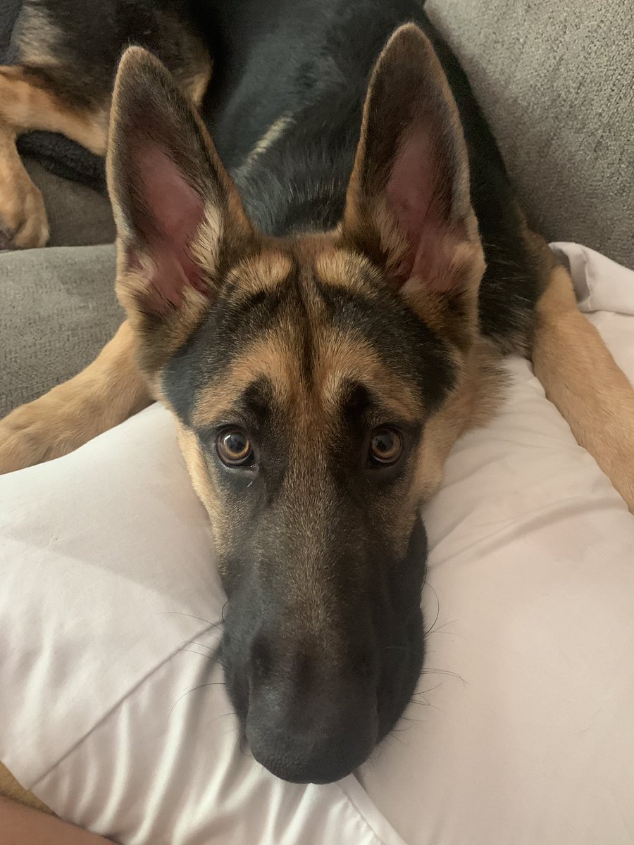 kenzz_jade's tweet photo. HAVE YOU EVER SEEN SOMETHING SO PRECIOUS!?! 🥰 https://t.co/WMbeKuEgev