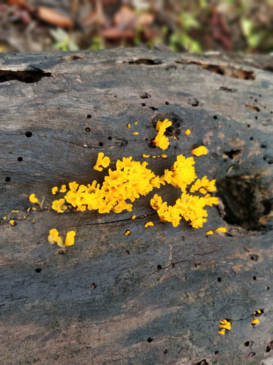 kavyamadappa's tweet photo. Anybody knows what this is..
#coorg https://t.co/i1QLl0xlkk