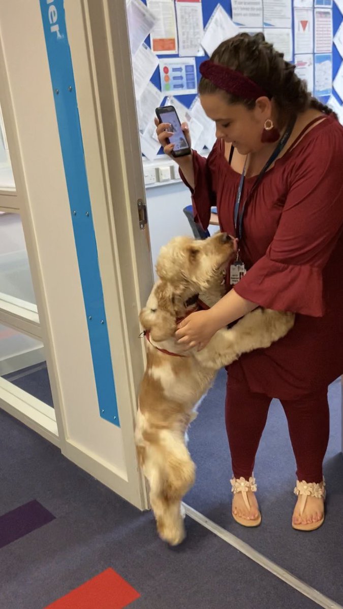 Stanley’s first visit to <a href="/tbap_octavia/">Octavia AP Academy</a> after 12 weeks away.. the biggest hug on his tiptoes for his favourite <a href="/amberrdoyley/">Amber Doyle</a> #reunited #doghugs #therapydog #thisisap