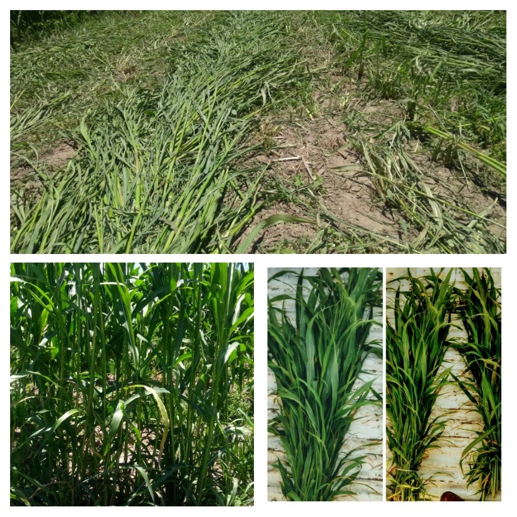 SpiigaSc's tweet photo. Primer corte de Pasto Sudán (Kikapoo) 50 dds, una alternativa forrajera para región, plataforma Epitacio Huerta, Mich.@HubBajio https://t.co/Gsdb9VJa8o
