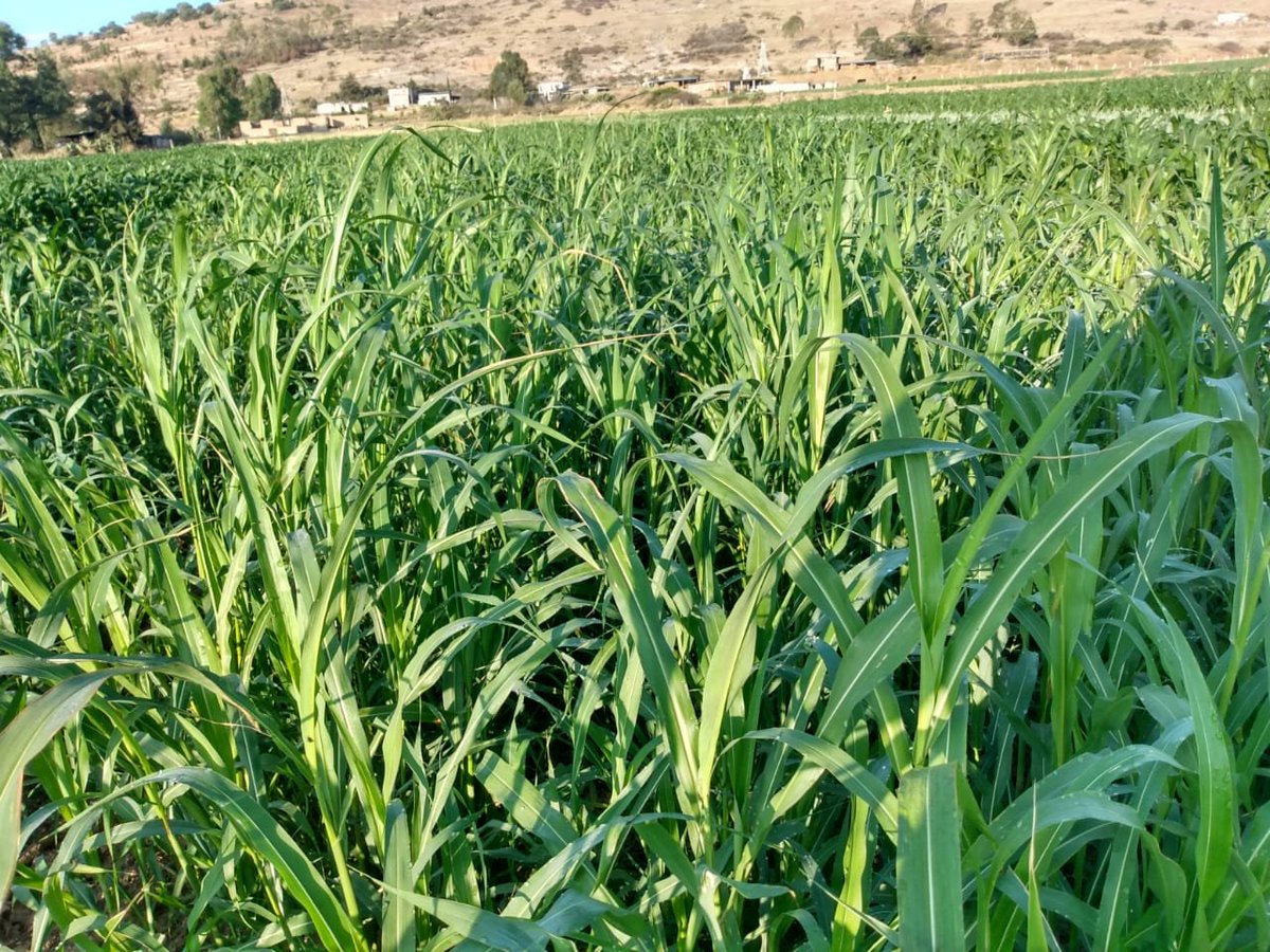 SpiigaSc's tweet photo. Primer corte de Pasto Sudán (Kikapoo) 50 dds, una alternativa forrajera para región, plataforma Epitacio Huerta, Mich.@HubBajio https://t.co/Gsdb9VJa8o