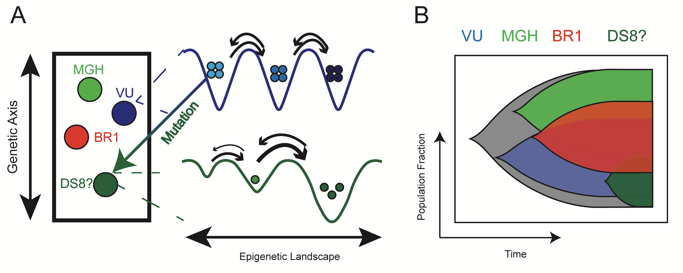 ensembl's tweet photo. An in vitro model of #tumor heterogeneity clarifies #genetic, #epigenetic, and stochastic sources of variability in #drug response
#UsingEnsembl #VEP

@lenharris111 @corey_hayford @biorxiv_sysbio @quarantalab

https://t.co/x6MEZWVG8A https://t.co/I1Drx4iOhm